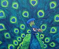 Peacock.jpg (30981 bytes)